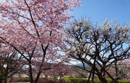 DSC05678梅と桜
