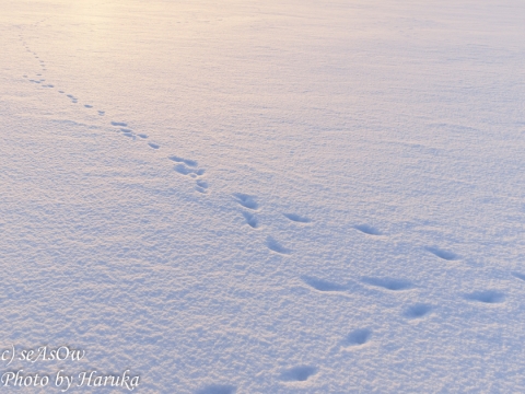 雪面の足跡