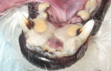 下顎切歯の裏