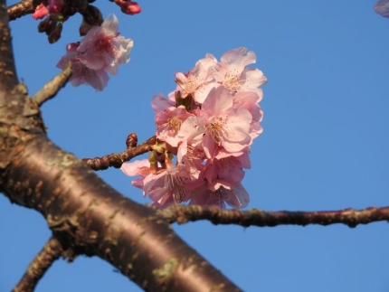 160221桜 (1)