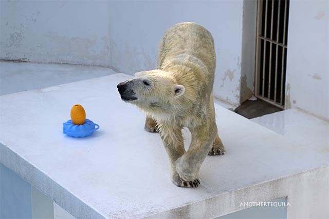 マルルの浮き遊び レモンブイ編 ホッキョクグマ 熊本市動植物園 : ちーた たまーに動物園