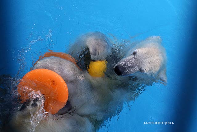 マルルの浮き遊び レモンブイ編 その2 ホッキョクグマ 熊本市動植物園 : ちーた たまーに動物園