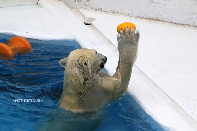 マルルの浮き遊び レモンブイ編 その2 ホッキョクグマ 熊本市動植物園 : ちーた たまーに動物園