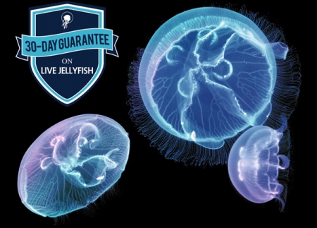 jellyfishart4.jpg