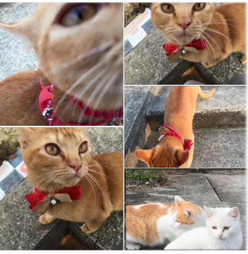 淀川河川敷のネコちゃん　猫