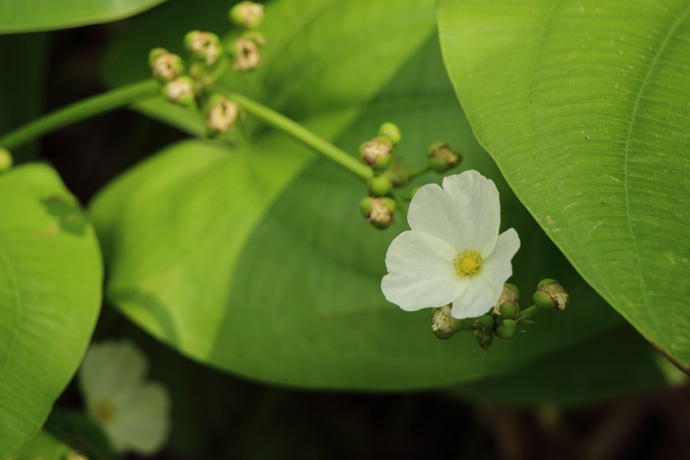 150710_White-flower.jpg