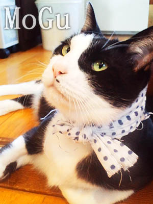 仙台のお祭り猫・モグさん