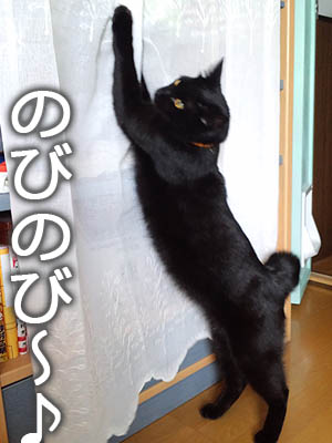 仙台の黒猫・福助さんの背伸び