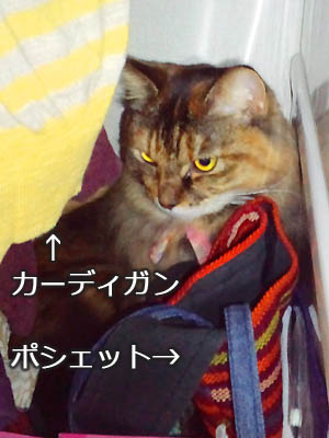 仙台の猫・あんずさん、こもる。