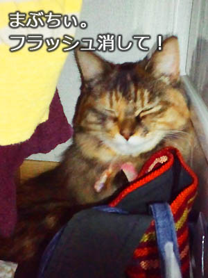 仙台の猫・あんずさん、こもりっぱなし。