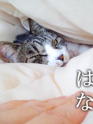 仙台の猫・花さん