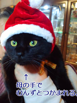 仙台の猫・福助サンタ