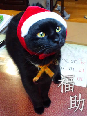 仙台の猫・福助サンタ