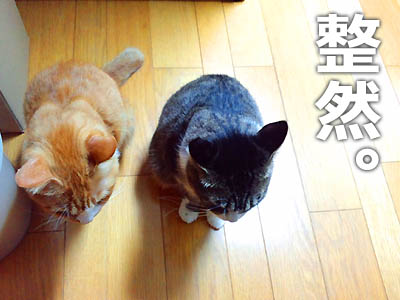 仙台の猫屋敷より　整然と並ぶ猫族