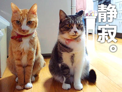 仙台の猫屋敷より　静寂を守る猫族