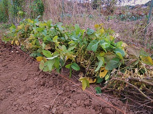 エダマメ　たのくろ豆栽培地