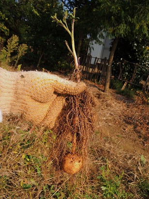 エダマメ　たのくろ豆栽培地　ジャガイモ　その２　（１）