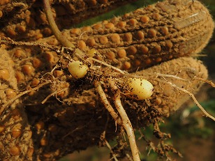 エダマメ　たのくろ豆栽培地　ジャガイモ　その１　（２）