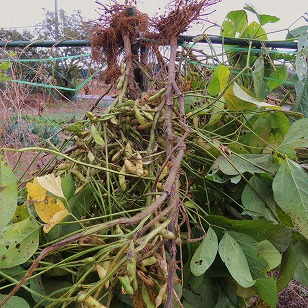 エダマメ　たのくろ豆　採種用　乾燥　（２）
