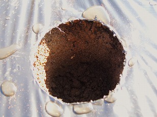 サヤエンドウ　植え穴に水を注ぐ