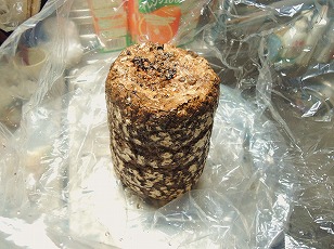 シイタケ栽培キット　菌床本体をビニール袋内にセット