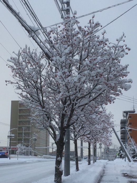 2015年12月18日の雪 - 1