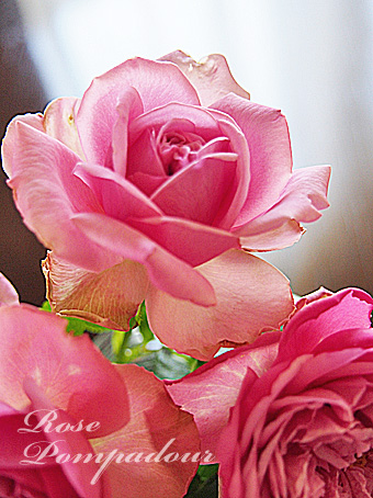 rose2015_137.jpg