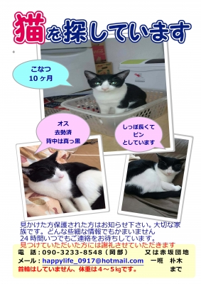 猫捜索チラシ01【A4】ご自宅印刷用(4)