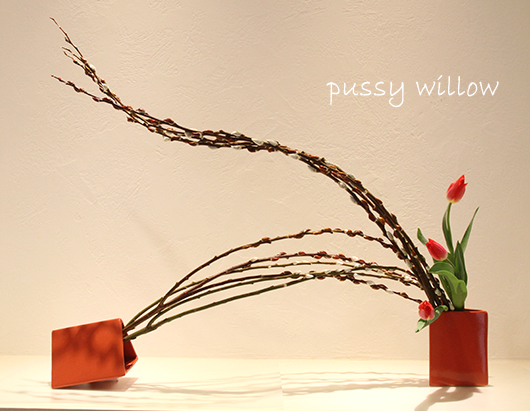 pussy-willow.jpg