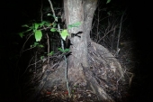 西表島　夜の原生林　その１