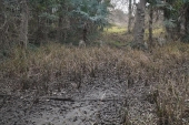 北関東　冬季の湿地達　その１