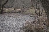 北関東　冬季の湿地帯　その２