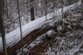 栃木　雪の中の倒木　その１