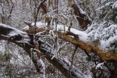 栃木　雪の中の倒木　その２