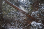 栃木　雪の中の倒木　その３