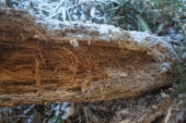 栃木　オサムシの越冬する材