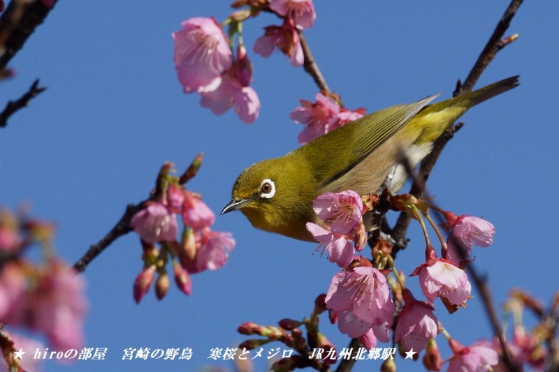 hiroの部屋　宮崎の野鳥　寒桜とメジロ　JR九州北郷駅