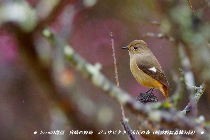 hiroの部屋　宮崎の野鳥　ジョウビタキ　市民の森（阿波岐原森林公園）