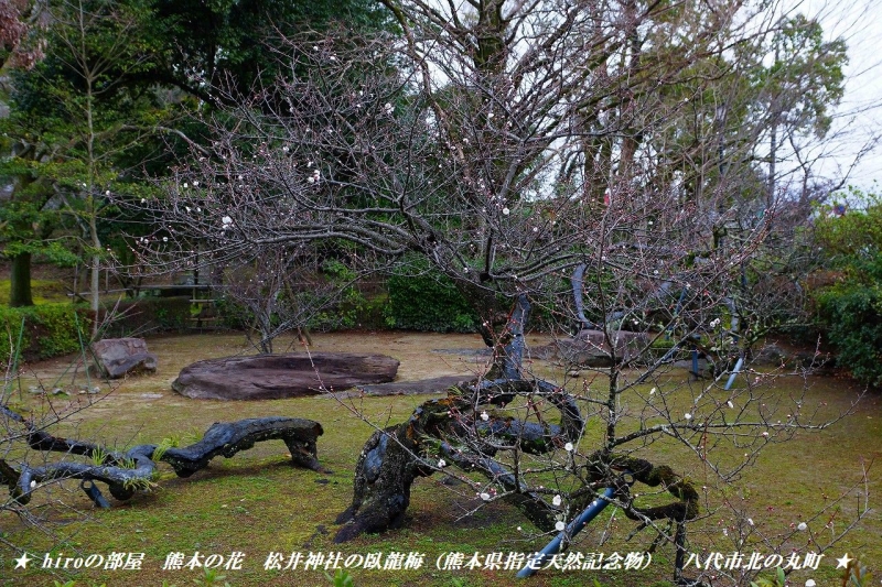 hiroの部屋　熊本の花　松井神社の臥龍梅（熊本県指定天然記念物）　八代市北の丸町
