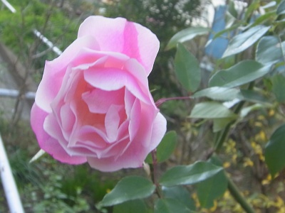 R0013572団地の花壇のバラ_400