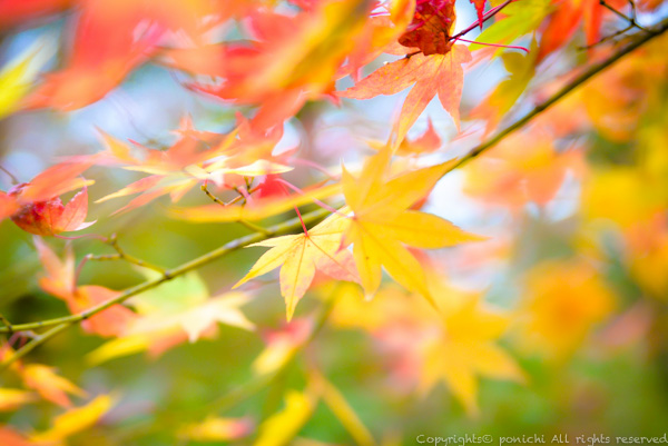 autumnkyoto-19.jpg