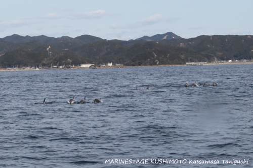 串本　イルカの群れ　20160129