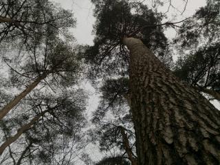 赤松林
