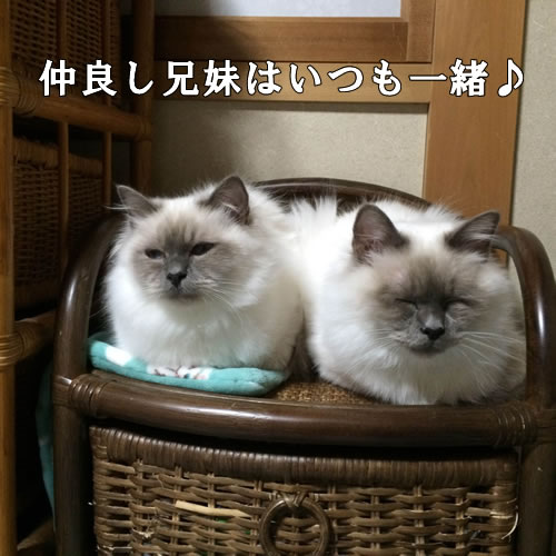 幸運を運ぶバーマン子猫M☆彡ミカン＆マシュー