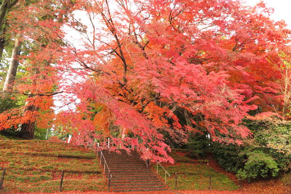 写真 賀茂神社のイロハモミジ 紅葉 1 宮城県 スキマフィルム