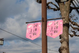 始まったばかりの河津桜祭り０１
