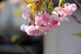 始まったばかりの河津桜祭り０５