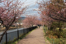 始まったばかりの河津桜祭り１１