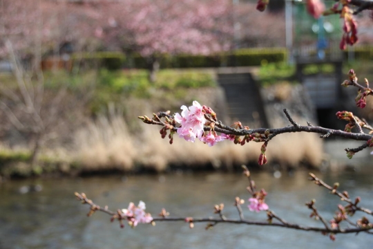 始まったばかりの河津桜祭り１４
