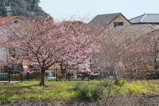 始まったばかりの河津桜祭り１５